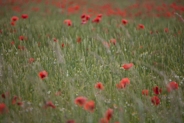 Les Plantes Prairie Été Flore Classé — Photo