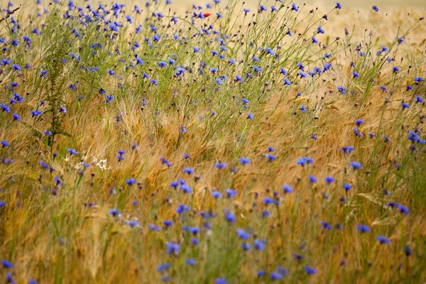 Summer Meadow Plants Flora Filed — Stock Photo, Image