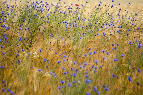 Sommaräng Växter Flora Och Arkiverade — Stockfoto