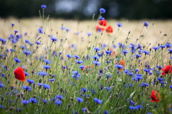 Letnie Rośliny Łąkowe Flora Złożone — Zdjęcie stockowe