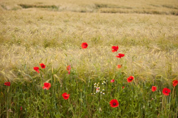 Vue Rapprochée Belles Fleurs Pavot Sauvage — Photo