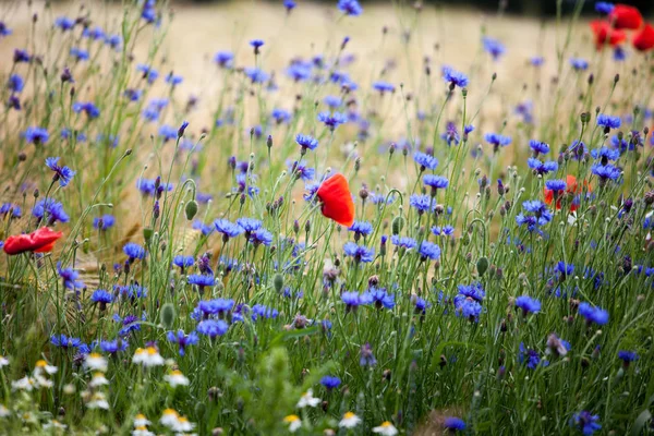 Sommer Eng Planter Flora Arkiveret - Stock-foto