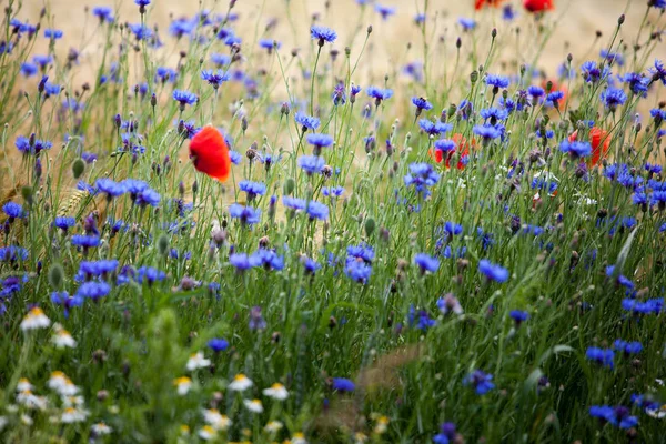 Letnie Rośliny Łąkowe Flora Złożone — Zdjęcie stockowe