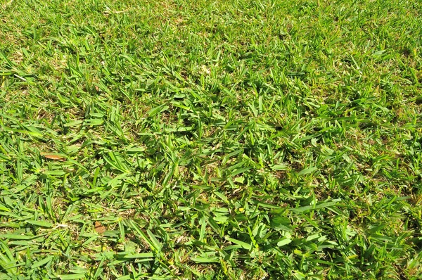 Padrão Textura Folha Grama Verde Fresco Dia Ensolarado — Fotografia de Stock