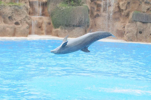 Grey Dolphin Very Blue Water Park Tenerife Španělsko — Stock fotografie