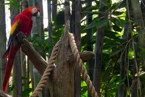 Papoušek Macaw Světlý Arakanga Papoušek Rod Druh Plemeno Pták Ptáci — Stock fotografie