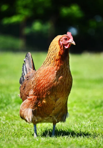 Kur Domácí Tradiční Drůbeží Farmě Volném Výběhu — Stock fotografie