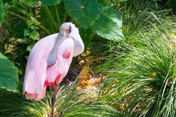 Roseate Spoonbill Roseate Spoonbill Bird Genus Species Pink White Spoon — Stock Photo, Image