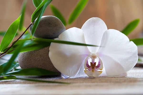Orchidee Bloemblaadjes Flora Schoonheid — Stockfoto