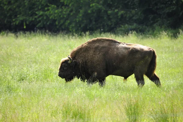 Europese Bison Wisent Bison Bonasus — Stockfoto