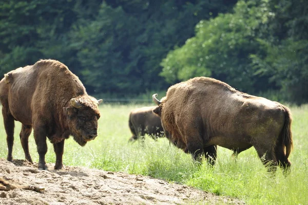 Europese Bison Wisent Bison Bonasus — Stockfoto