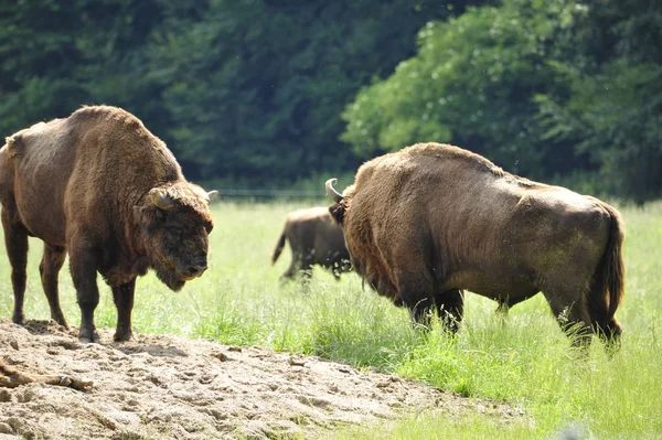 Europese Bison Wisent Bison Bonasus — Stockfoto