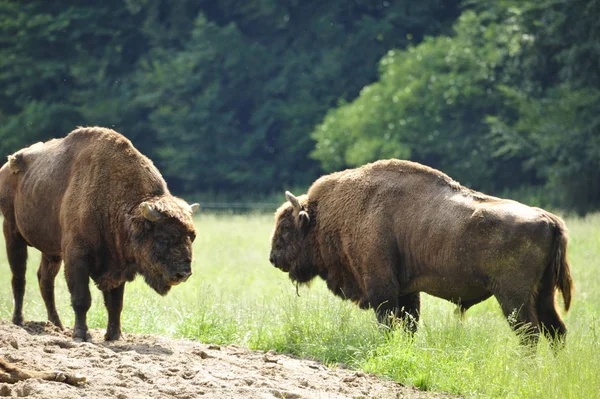 Bison Europe Sage Bison Bonasus — Photo