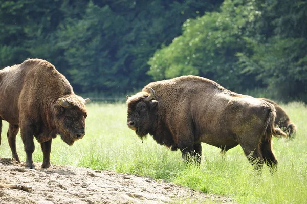 ヨーロッパ人バイソン ワイズ Bison Bonasus — ストック写真