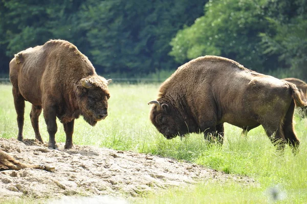 European Bison Wisent Bison Bonasus — Stock fotografie