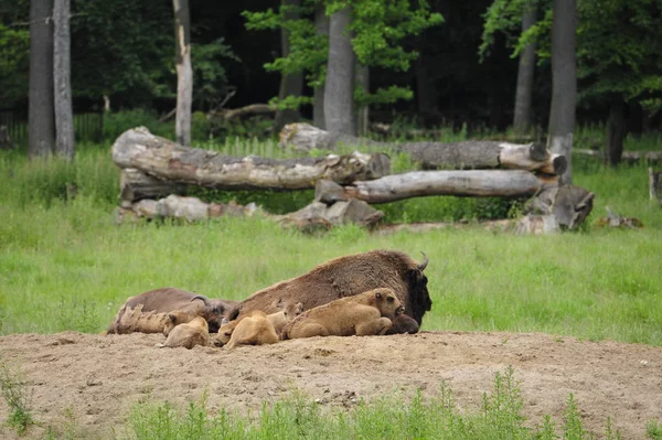 Ευρωπαϊκή Σοφία Βίσωνα Bison Bonasus — Φωτογραφία Αρχείου