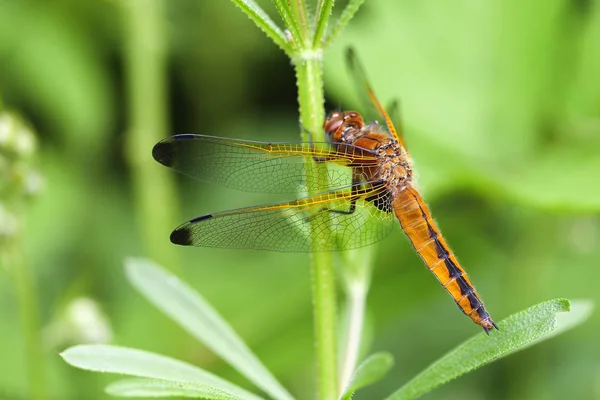 Entomologie Odonata Libellen Insecten — Stockfoto