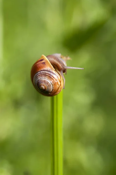 Guscio Lumaca Gusci Mollusco — Foto Stock