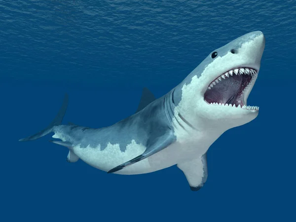 Pez Tiburón Blanco Depredador Marino — Foto de Stock