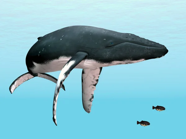 Computador Gerado Ilustração Com Uma Baleia Jubarte — Fotografia de Stock