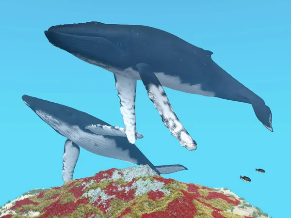 2頭のザトウクジラのコンピュータによる3Dイラストです — ストック写真