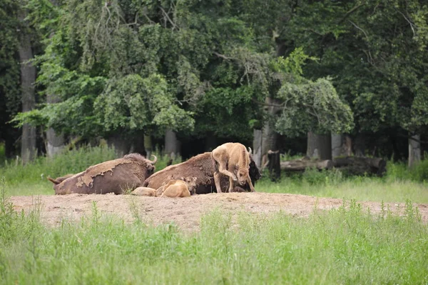 stock image European Bison Wisent (Bison bonasus)