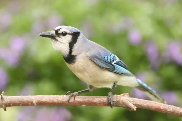 Blue Jay Corvid Cyanocitta Dengan Latar Belakang Berwarna Warni — Stok Foto