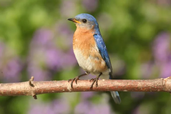 Merle Bleu Est Sialia Sialis Mâle Sur Une Perche Fleurie — Photo