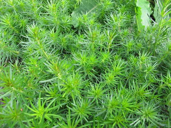 Истинная Лабораторная Трава Galium Verum — стоковое фото