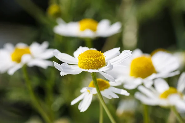 Płatki Kwiatów Rumianku Flora Polna — Zdjęcie stockowe