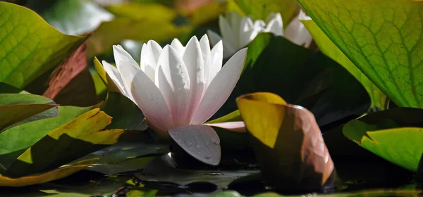 Lotus Seerosenblütenblätter Wasserpflanze — Stockfoto