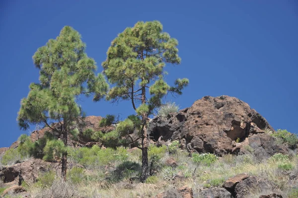 Pinheiros Canários Perto Soria Gran Canaria — Fotografia de Stock