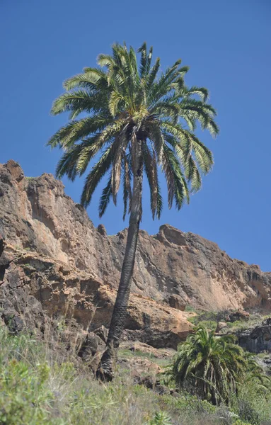 棕榈树在山楂 — 图库照片