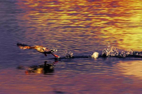 Naturskön Utsikt Över Gåsfågeln Naturen — Stockfoto