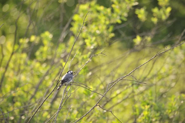 Połykanie Stodoły Hirundo Rustica Steinhuder Meer Niemcy — Zdjęcie stockowe