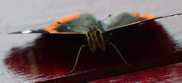 Tampilan Depan Dari Sebuah Tagfalters — Stok Foto