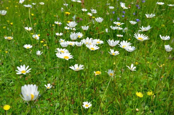 Bloemenweide Kleurrijke Bloemen Achtergrond — Stockfoto