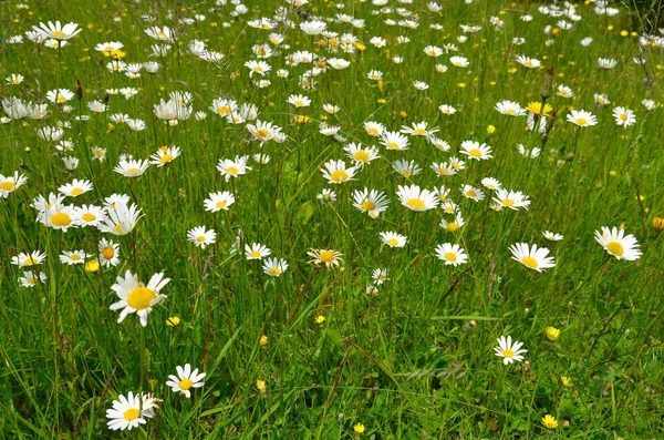 Blumenwiese Bunte Blumen Hintergrund — Stockfoto