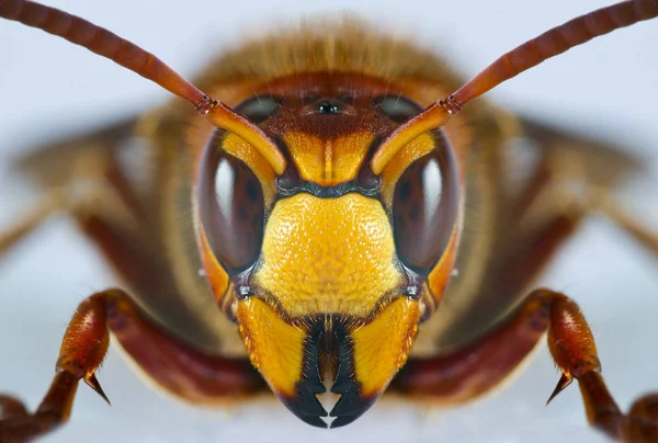 Macro Image Une Guêpe Européenne Isolée Sur Fond Bleu Ligfht — Photo