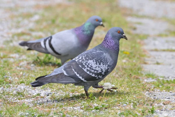 Aussichtsreiche Aussicht Auf Schöne Vögel Der Natur — Stockfoto