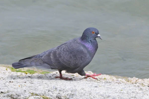 Festői Kilátás Gyönyörű Madár Természetben — Stock Fotó