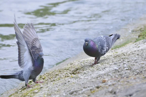 Festői Kilátás Gyönyörű Madár Természetben — Stock Fotó