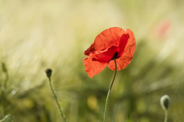 Vista Cerca Hermosas Flores Amapola Silvestre — Foto de Stock