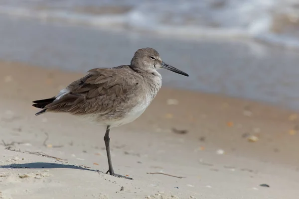 Schilderachtig Uitzicht Prachtige Vogel Natuur — Stockfoto