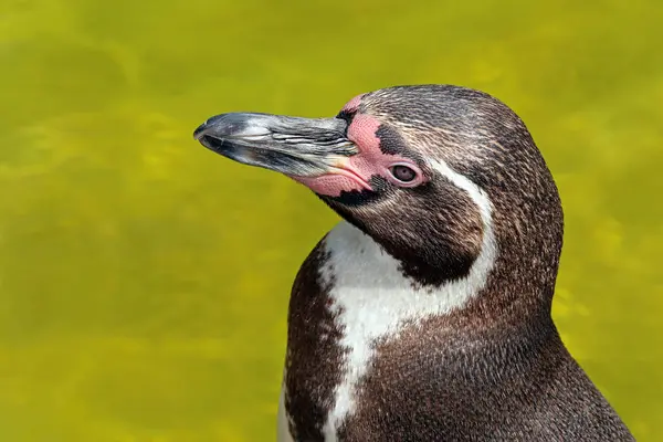 フンボルトペンギンの肖像画です — ストック写真