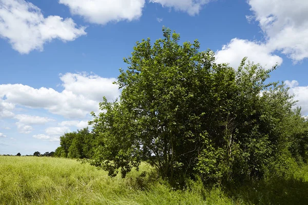 Paisagem Cultural Schleswig Holstein Norte Alemanha Com Árvores Arbustos Tirados — Fotografia de Stock