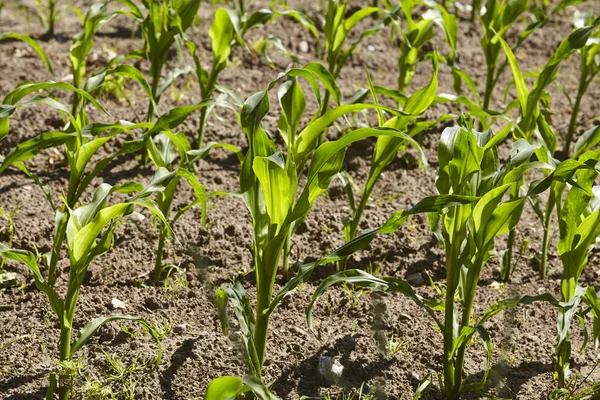石勒苏益格 荷尔斯泰因 的一片玉米地 带有轻微的前光 — 图库照片