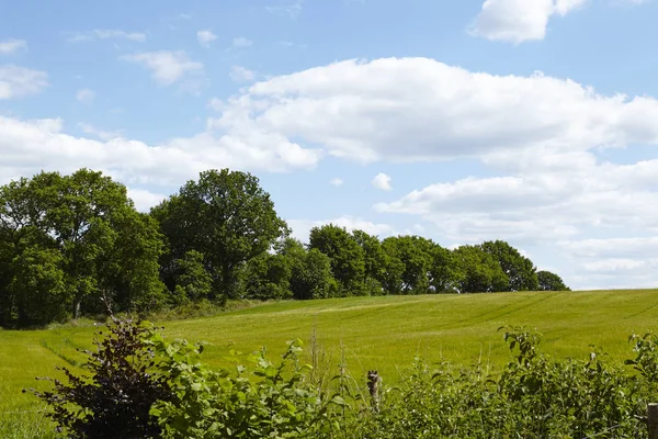 Kulturlandschaft Schleswig Holstein Norddeutschland Mit Bäumen Und Sträuchern Einem Sonnigen — Stockfoto