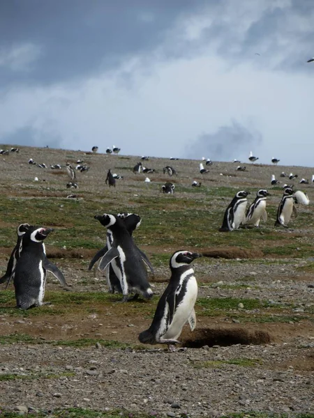 Vista Panorámica Hermoso Pájaro Naturaleza — Foto de Stock