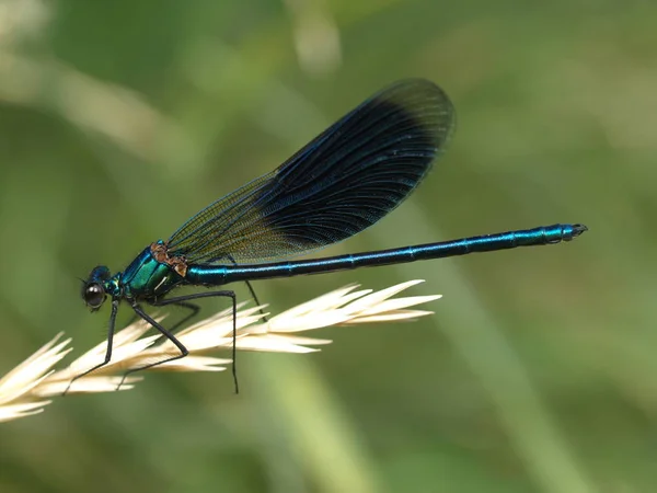 Detailní Makro Pohled Hmyz Vážky — Stock fotografie